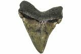 Serrated, Fossil Chubutensis Tooth - Megalodon Ancestor #213043-1